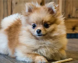 Cães que parecem filhotes para sempre: 7 raças que ganham pela fofura