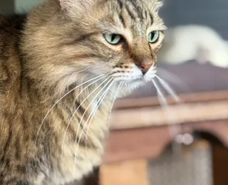 Doença fúngica que passa de gatos para humanos alerta para cuidados