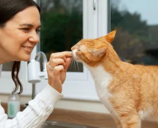 Esporotricose: 60% das pessoas infectadas por doença transmitida por gatos são mulheres