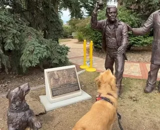 A maior decepção de um golden retriever: ele achou que uma estátua jogaria a bolinha