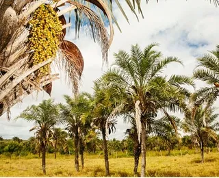 Hubs de Vida na Caatinga
