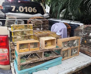 Mais de 270 aves silvestres são apreendidas em operações ambientais