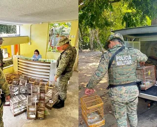 Mais de 27 aves silvestres são apreendidas em feira de Santo Amaro