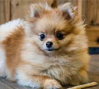 Cães que parecem filhotes para sempre: 7 raças que ganham pela fofura - Imagem