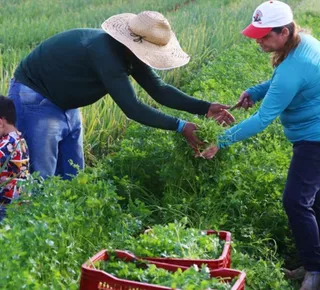 Governo libera R$ 12 bi em crédito para produtores rurais - Imagem