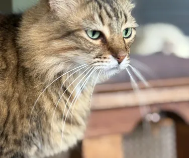 Casos de doença fúngica são alerta para redobrar cuidados com a saúde única - Imagem