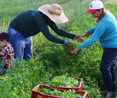 Governo libera R$ 12 bi em crédito para produtores rurais - Imagem