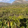 Da fazenda à xícara, Igaraçu revela segredo por trás dos cafés especiais - Imagem