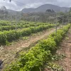 Pioneirismo: sítios impulsionam turismo com produção inovadora de frutas vermelhas - Imagem