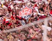 Após 8 a 0 traumático, Vitória pode utilizar Barradão como arma contra o Flamengo - Imagem