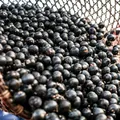 COP 30: açaí sobe de preço e fica "indigesto" para consumidores imagem