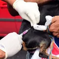 Campanha Antirrábica: saiba onde vacinar seus pets imagem