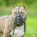 Cidade da Bahia pode proibir pit bull e outros cães sem focinheiras nas ruas imagem
