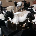 Conheça as raças de caprinos e ovinos que serão vitrines na Fenagro imagem