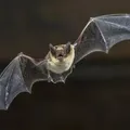 Coronavírus inédito é descoberto em morcegos brasileiros imagem