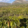 Da fazenda à xícara, Igaraçu revela segredo por trás dos cafés especiais imagem