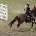 Fenagro 2025: conheça os cavalos que movem o agronegócio baiano imagem