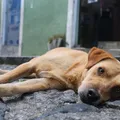 Fundo Animal Salvador: nova lei garante castração gratuita e combate a abandono imagem