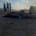 Golfinho é encontrado morto em praia de Salvador imagem