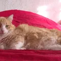 Gato francês é condenado à 'prisão domiciliar' após briga imagem