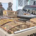 Mais de 20 pássaros silvestres são apreendidos na Bahia imagem
