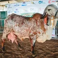 Nelore, Gir e Girolando: conheça as estrelas bovinas da Fenagro 2025 imagem