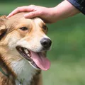 Por que cachorros cheiram suas partes íntimas? A ciência explica imagem