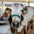 Quem dá mais? Entenda como funciona os leilões e quanto custa um gado imagem