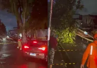 Vídeo: árvore cai sobre barraca de lanches em Salvador