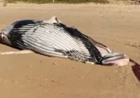 Baleia é encontrada morta em praia de Salvador; veja vídeo