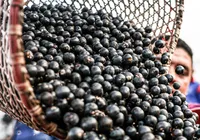 COP 30: açaí sobe de preço e fica "indigesto" para consumidores