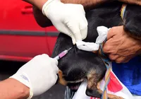 Campanha Antirrábica: saiba onde vacinar seus pets