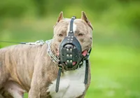Cidade da Bahia pode proibir pit bull e outros cães sem focinheiras nas ruas imagem