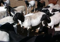 Conheça as raças de caprinos e ovinos que serão vitrines na Fenagro