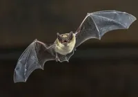 Coronavírus inédito é descoberto em morcegos brasileiros