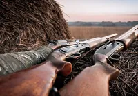 Estado brasileiro passa a permitir caça de animal classificado como praga