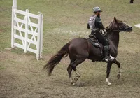 Fenagro 2025: conheça os cavalos que movem o agronegócio baiano imagem