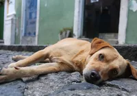 Fundo Animal Salvador: nova lei garante castração gratuita e combate a abandono imagem