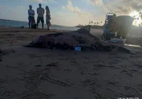 Golfinho é encontrado morto em praia de Salvador imagem
