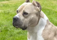 Pitbull ataca criança, arranca couro cabeludo e o deixa em estado grave