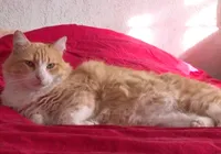 Gato francês é condenado à 'prisão domiciliar' após briga