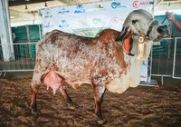 Nelore, Gir e Girolando: conheça as estrelas bovinas da Fenagro 2025 imagem