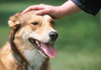 Por que cachorros cheiram suas partes íntimas? A ciência explica imagem