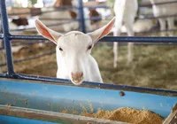 Pela segunda vez, Accoba premia os melhores tratadores da Fenagro 2025