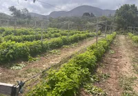 Pioneirismo: sítios impulsionam turismo com produção inovadora de frutas vermelhas imagem
