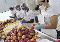 Produção de polpas, sucos e doces fortalece a fruticultura do estado