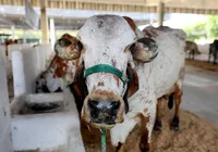 Quem dá mais? Entenda como funciona os leilões e quanto custa um gado imagem