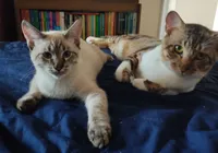 Saiba como identificar seletividade alimentar nos gatos e anorexia