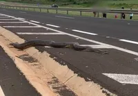 VÍDEO: cobra de 5 metros é flagrada atravessando rodovia