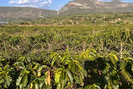 Da fazenda à xícara, Igaraçu revela segredo por trás dos cafés especiais - Imagem